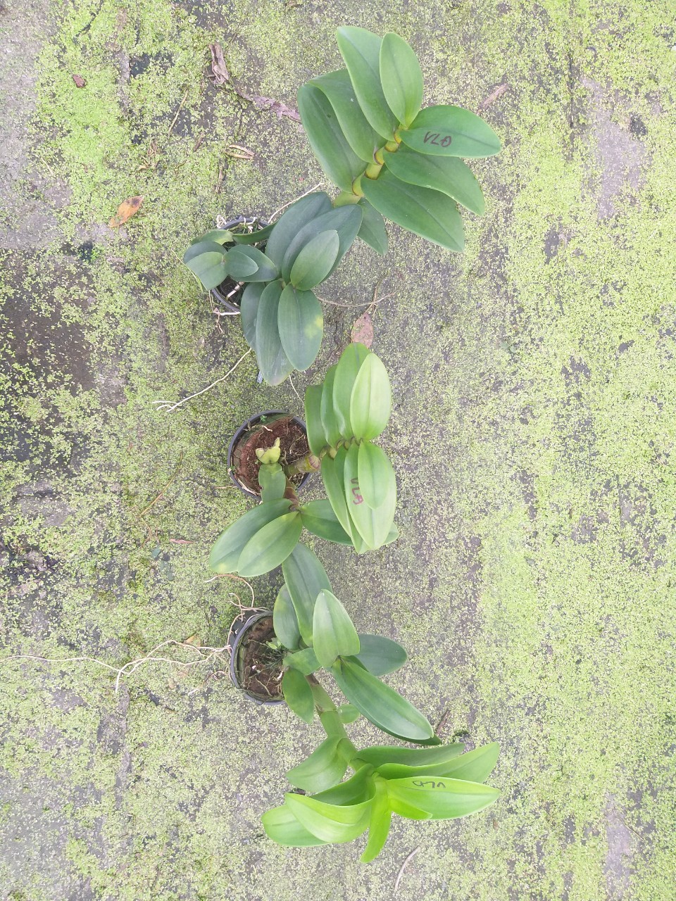 Denro Vàng Lưỡi Đỏ