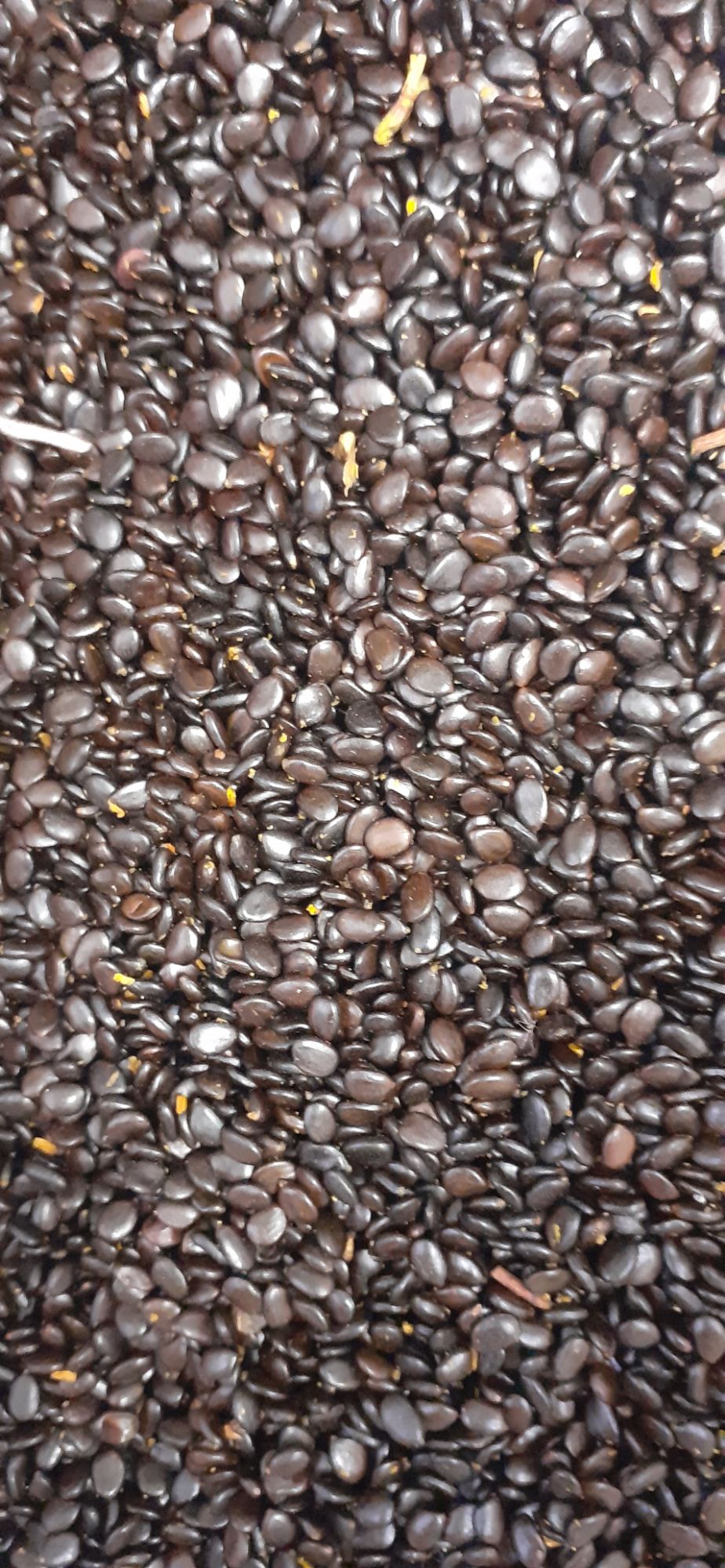 Hạt giống keo lai