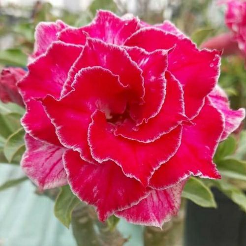 15 hạt sứ thái cánh kép trộn nhiều màu.