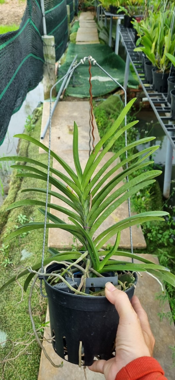 HOA LAN NEO NHẬT MÀU TRẮNG