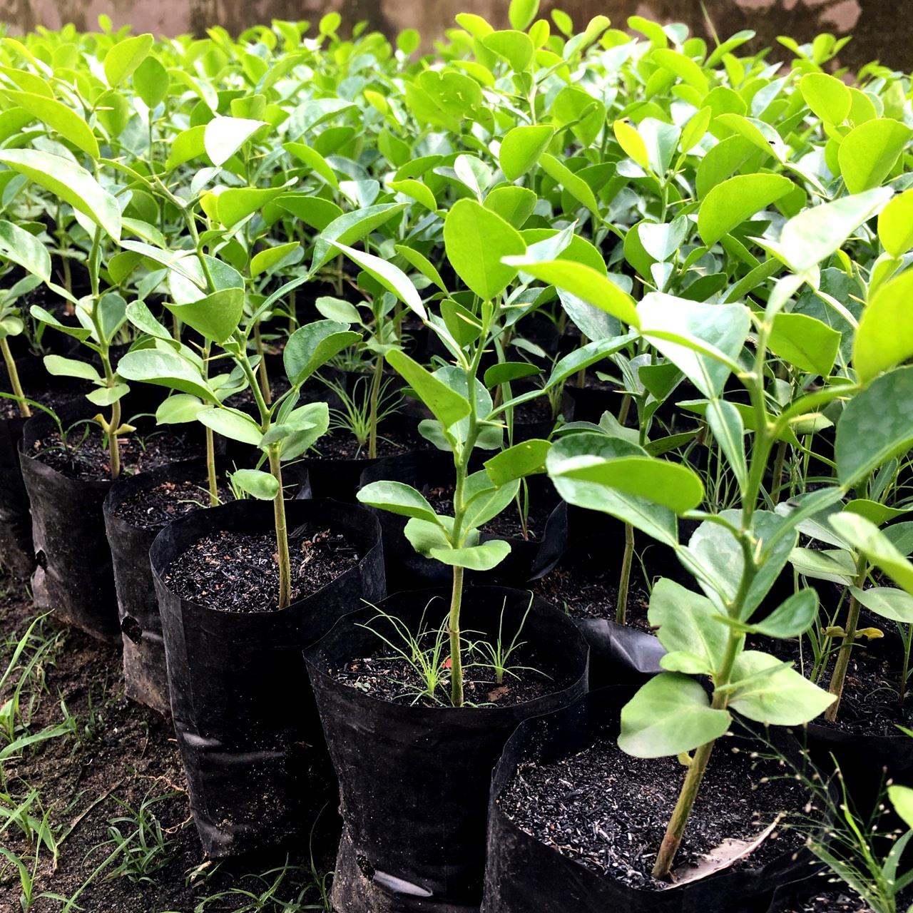 CÂY CHÚC GIỐNG CAO KHOẢNG 20-30CM TRỒNG TỪ HẠT VÙNG BẢY NÚI AN GIANG, CÂY CHÚC TRỒNG LẤY TRÁI HOẶC LẤY LÁ LÀM GIA VỊ- CÂY TRÚC GIỐNG Y HÌNH