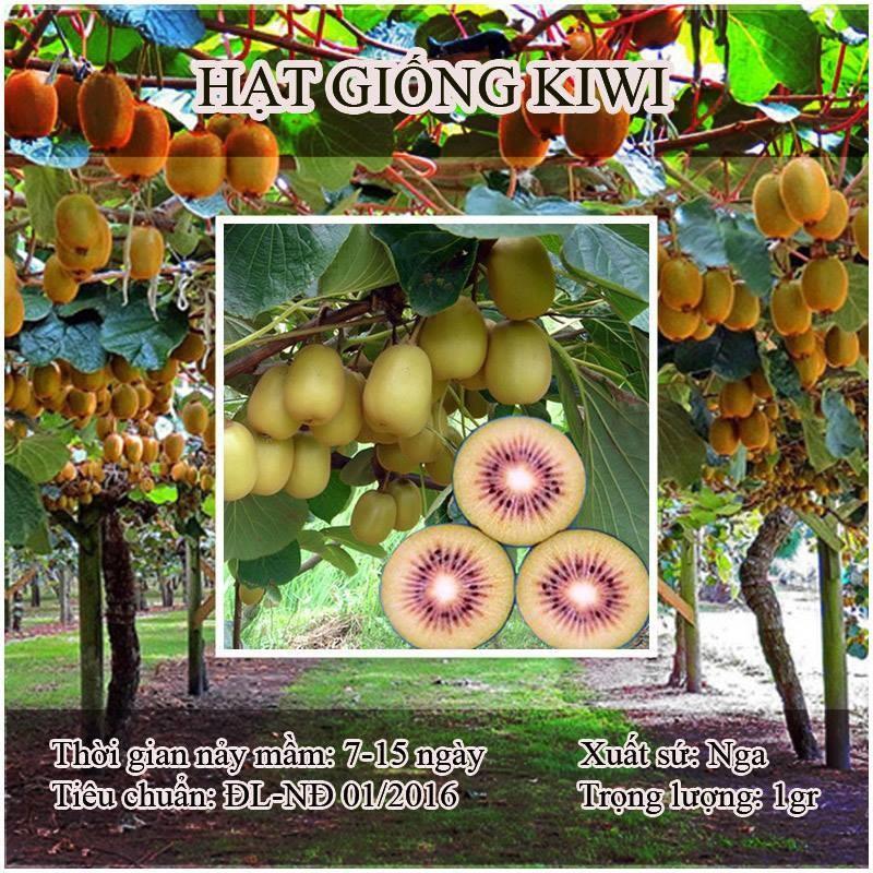 Hạt giống cây ăn tráikiwi- ( TẶNG gói kích thích hỗ trợ hạt nảy mầm)