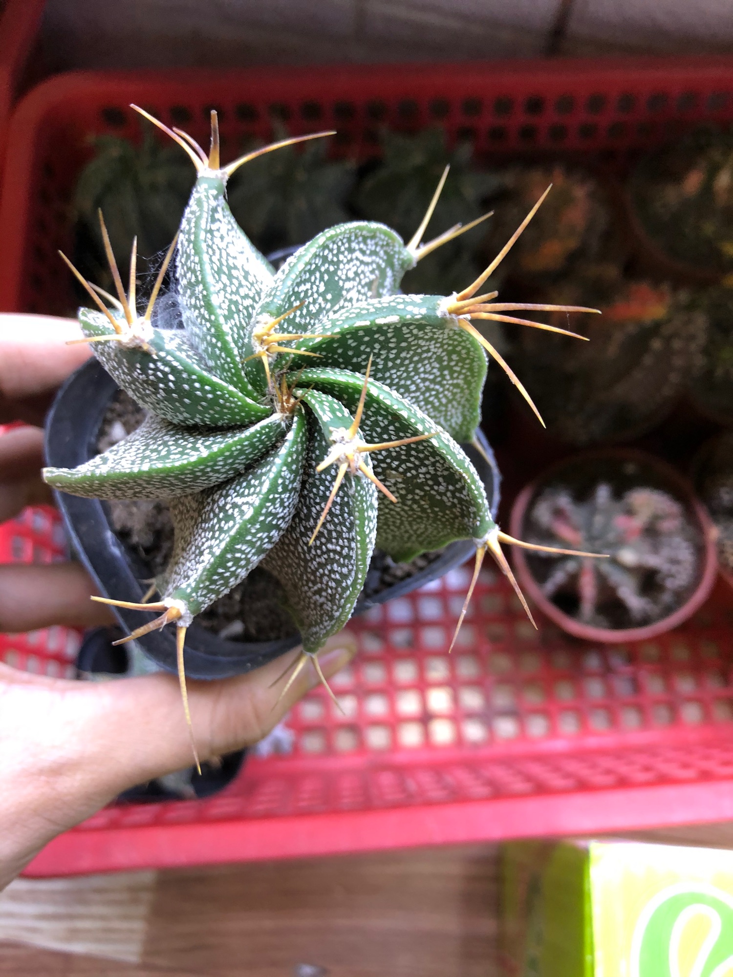Xương rồng aster gai