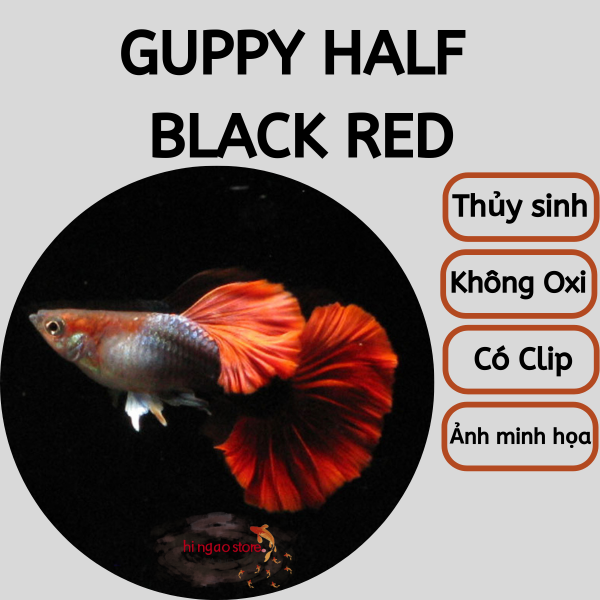 Guppy Half Black Red - Trang trí hồ Cá Bảy Màu | Hingaostore.