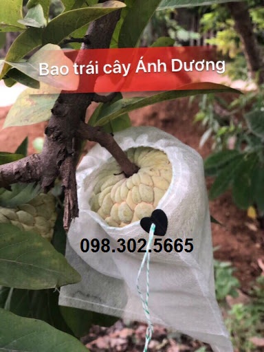 Sét 500 túi bao trái cây Ánh Dương chất lượng kích thước 18x18cm