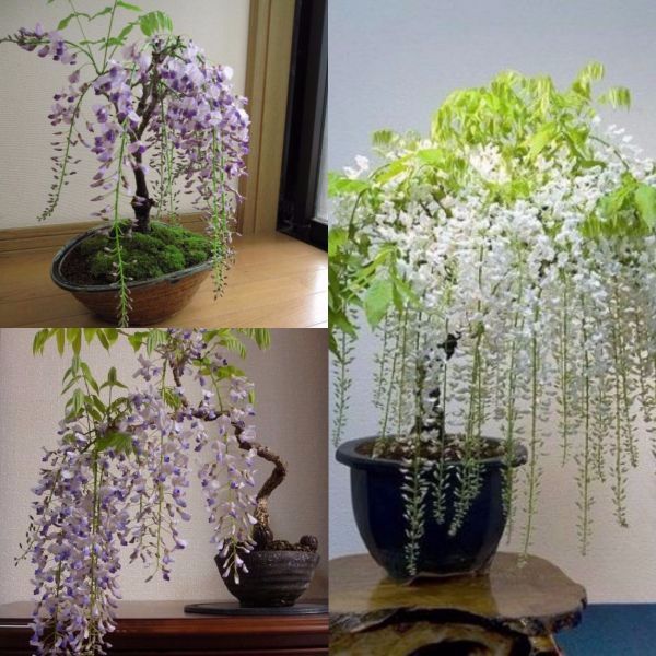 Cây TỬ ĐẰNG thân gỗ bonsai, hoa TÍM siêu đẹp