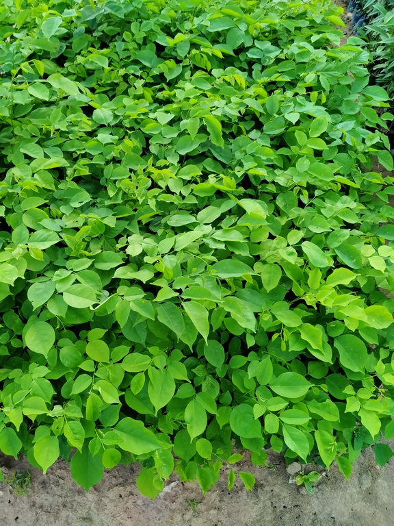 Combo 6 cây gõ đỏ