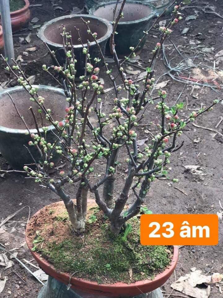 chậu cây Mai Đỏ tứ quý Nhật bản bonsai mini
