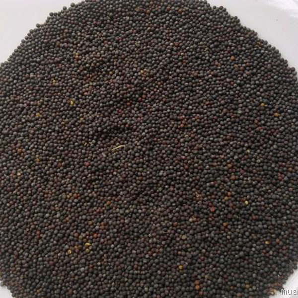 hạt giống - hạt cải mầm 1kg