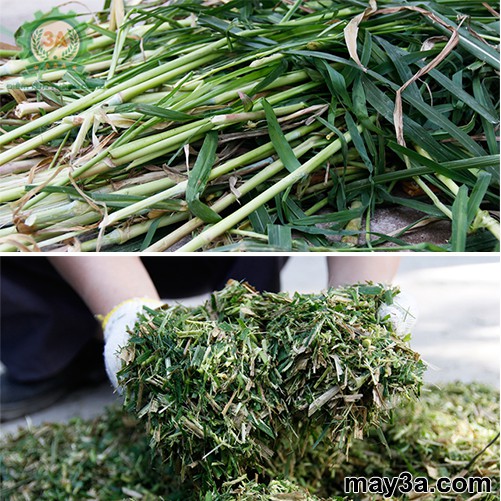 Hạt Giống Cỏ Voi Lai - Gói 500G