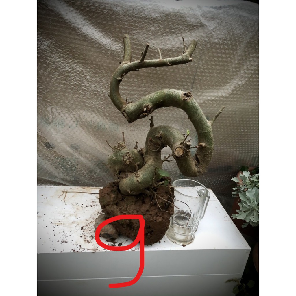 Cây sung bonsai phôi (ảnh thật) đánh số 1-20.