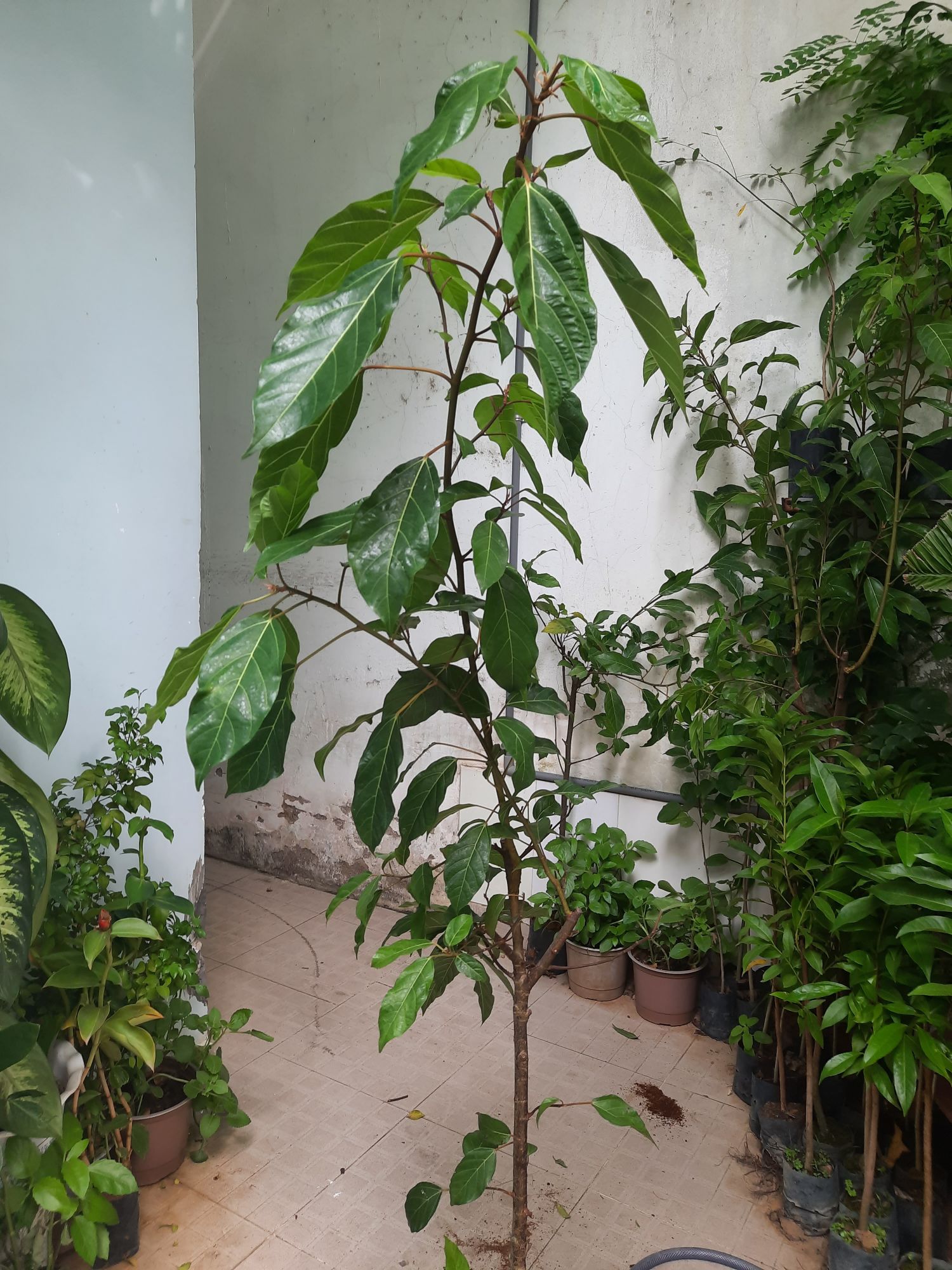 Cây sung, chiều cao khoảng 1.5m