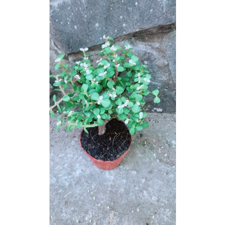 Cành Vàng Lá Ngọc Xanh Cổ Thụ