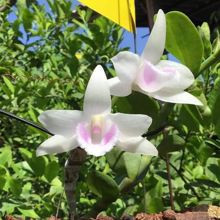 Hoa lan -5ctho(hiển oanh) cao15cm,ươm tự thân mẹ