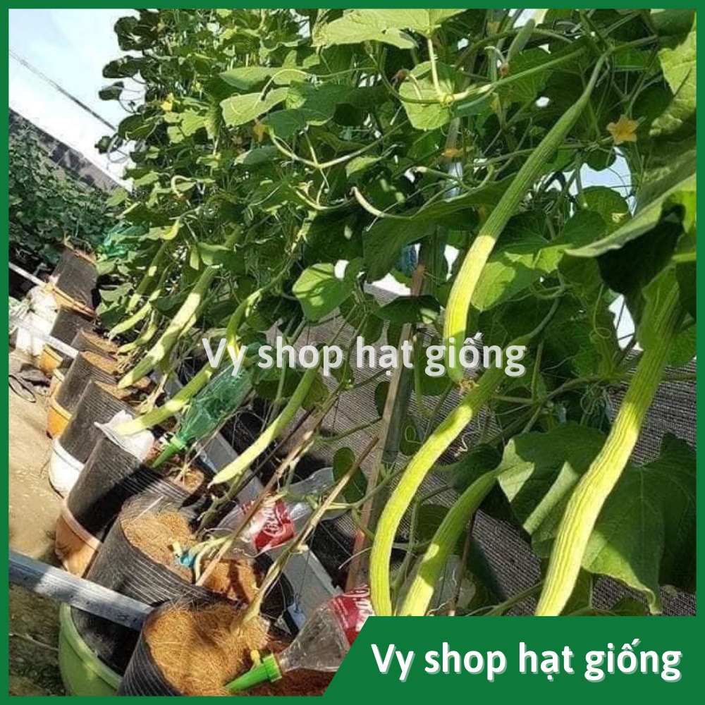 Hạt giống dưa chuột rắn (dưa leo) Thái Lan gói 30 hạt