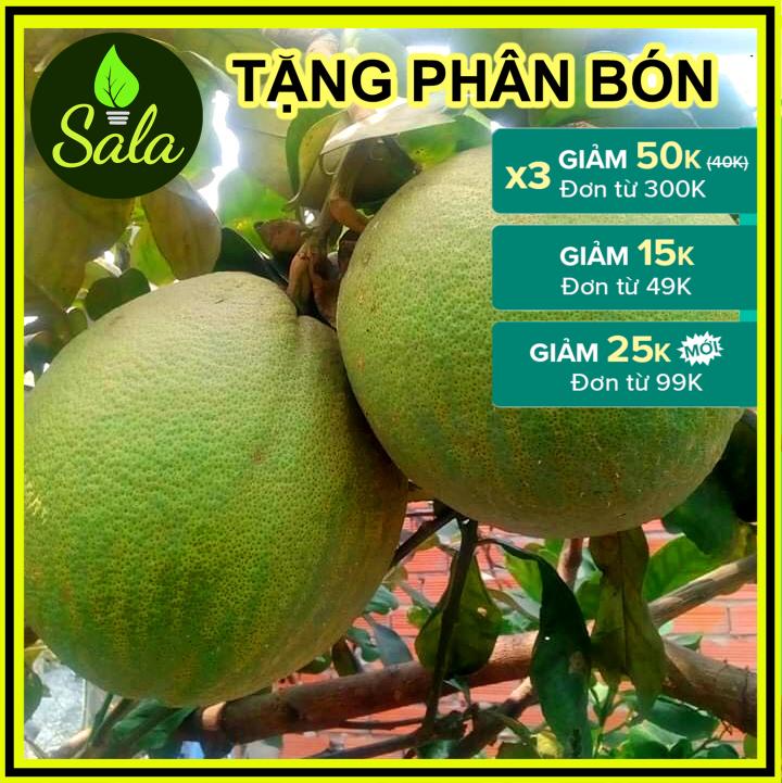 CÂY GIỐNG BƯỞI DA XANH RUỘT HỒNG (BƯỞI RUỘT ĐỎ)