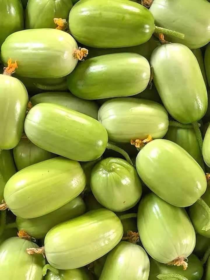 Hạt giống dưa chuột ngọc nữ (dưa chuột táo)