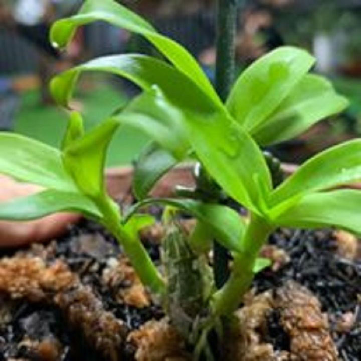 Lan phi điệp nữ hoàng 28
