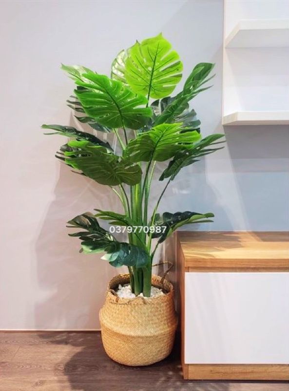 Cây Lá Xẻ , Cây Lá Rùa 130Cm 3 Nhánh