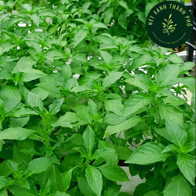 Hạt giống rau húng thơm ( É Trắng) - Rau thơm sả - Gói 2gram