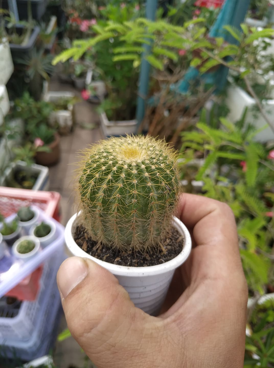 Các loại xương rồng kiểng chọn kèm chậu dất khi ship