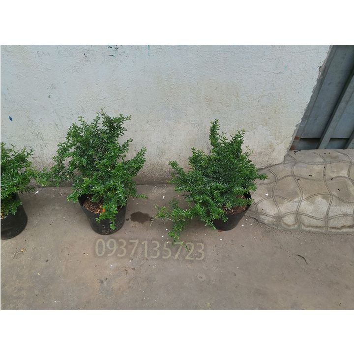 [HCM]CÂY LINH SAM -CAO TỪ 20-35 CM
