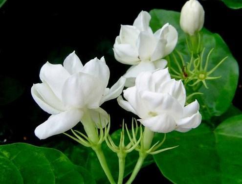 Tinh dầu hoa nhài Jasmine - 10ml