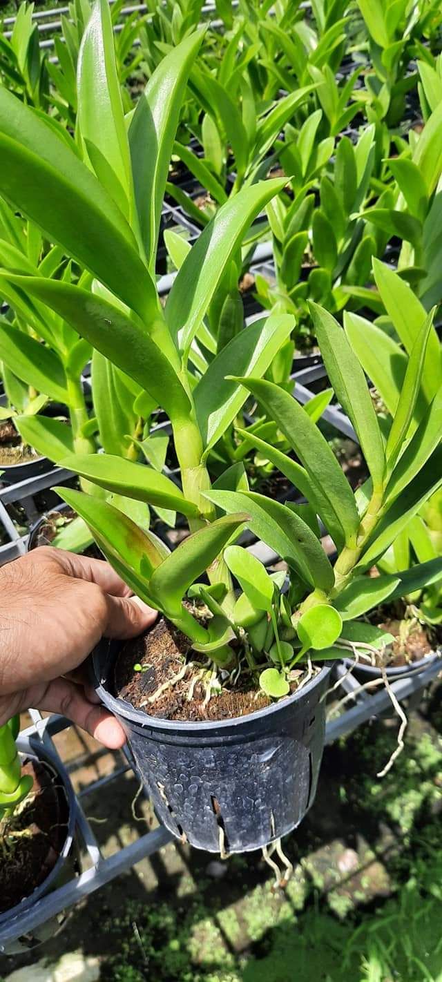 Denro nắng thỏ hồng cây tơ đẹp