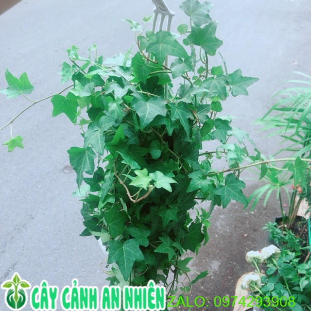 [HCM]Cây Thường Xuân Treo