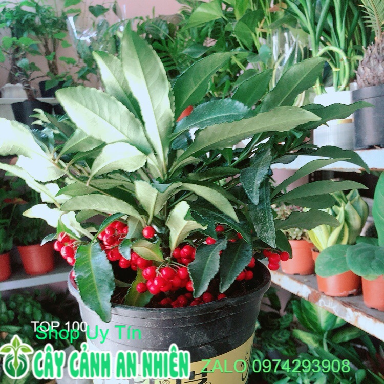 Kim ngân lượng mẫu để bàn