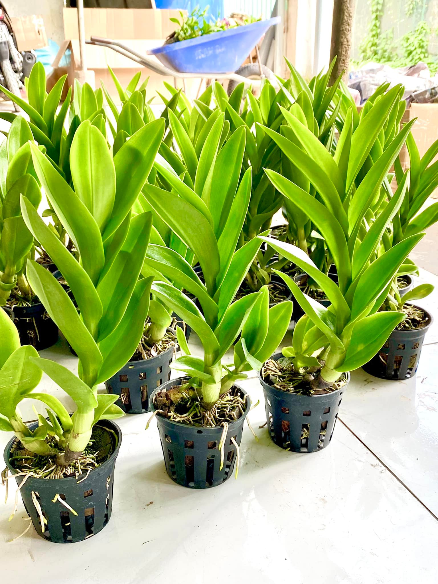 Hoa Lan Denro Rồng Xanh