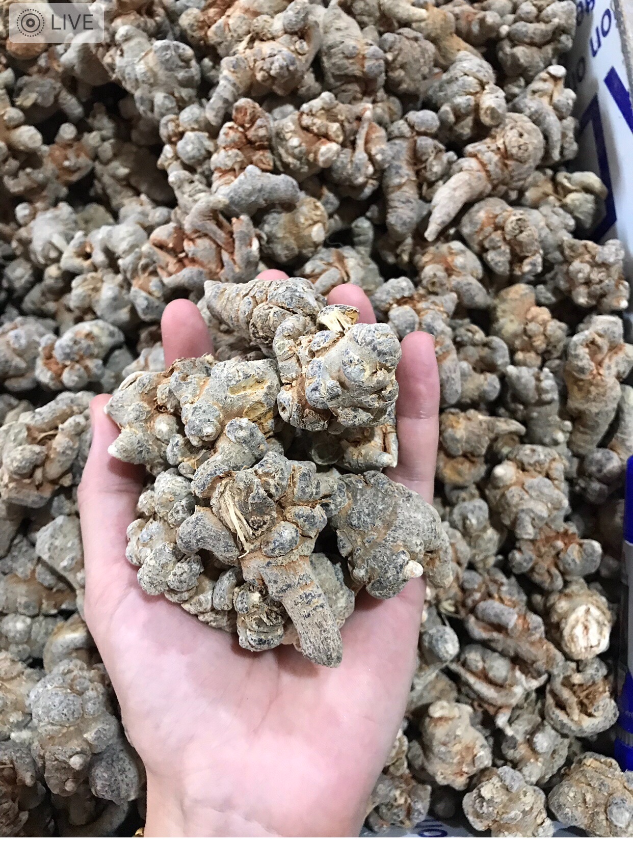 Tam thất bắc khô 500g (loại 6 củ)