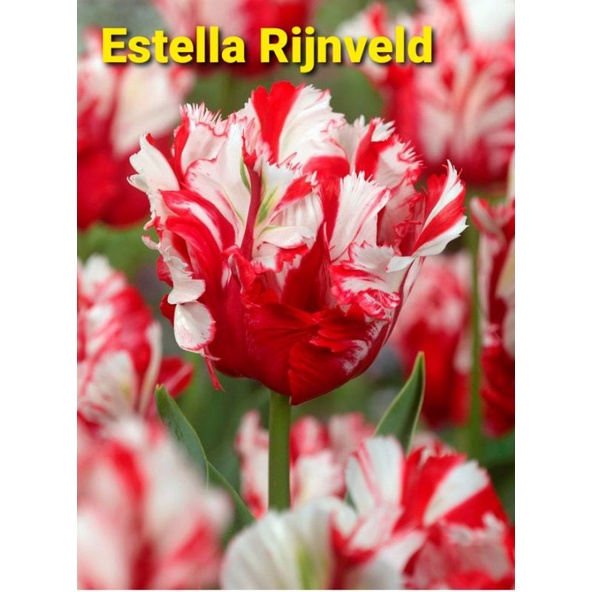 Củ giống hoa Tulip đơn - Hà Lan