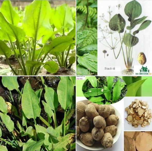 Hạt giống trạch tả - ( cây dược liệu 50 hạt)