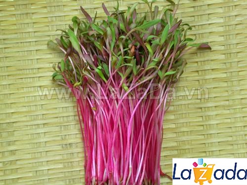1kg hạt giống rau mầm củ dền đỏ