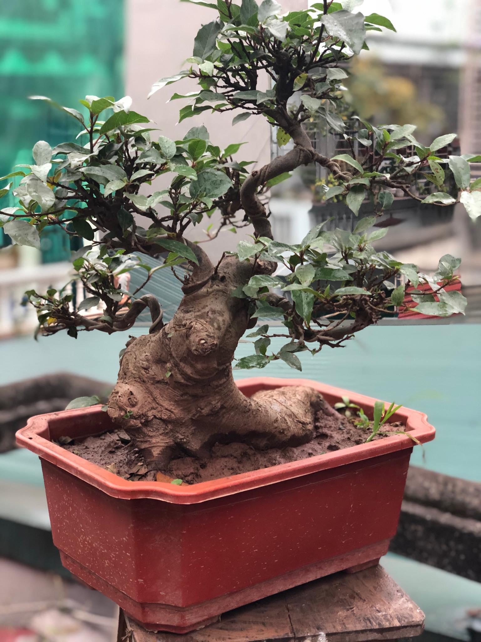 Cây sung bonsai 2