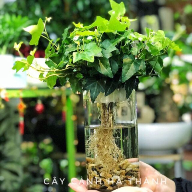 Hạt Giống Dây Thường Xuân (5-10 Hạt)