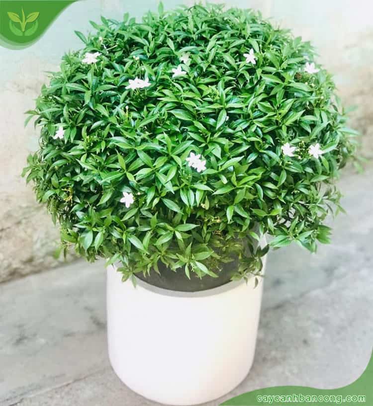 BẦU CÂY GIỐNG MAI VẠN PHÚC( CÂY MAI TIỂU THƯ)