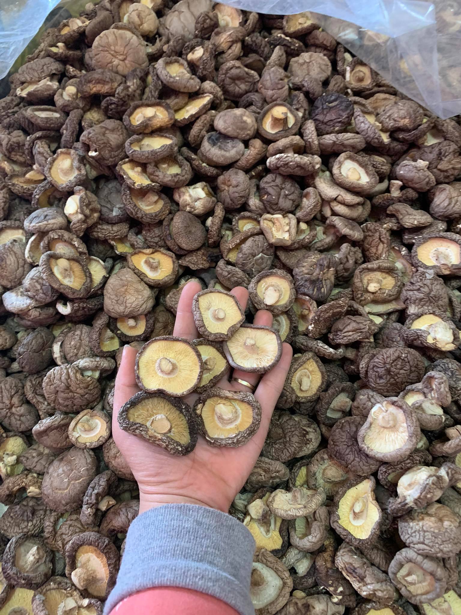 Nấm hương khô loại đặc biệt