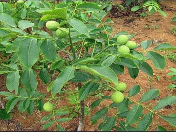 (SỐC) cây giống óc chó hàng chuẩn f1