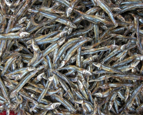 Khô cá cơm Kiên Giang 1kg (loại còn đầu)