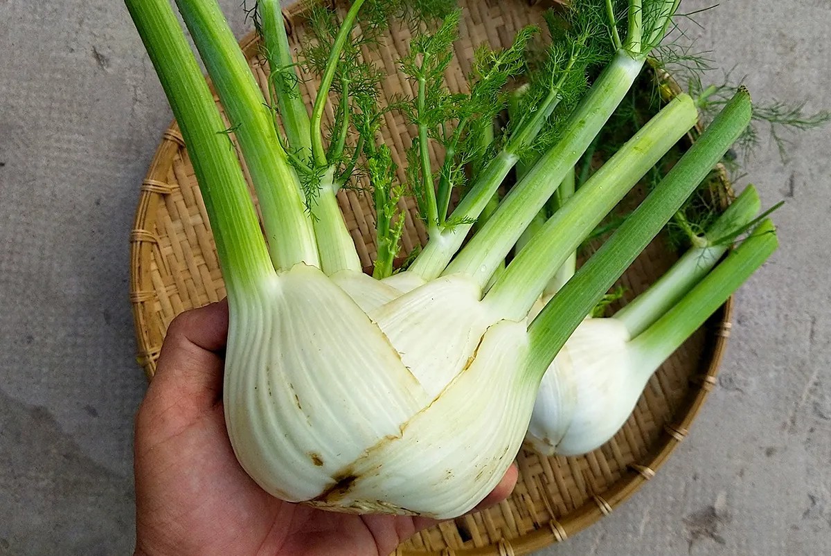 Hạt Giống Củ Thì Là Fennel - Củ Hồi (50 Hạt)