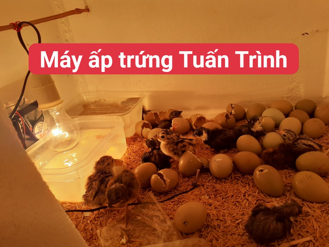 Máy ấp trứng Tự Chế với combo 8 món, Tỷ lệ nở cao