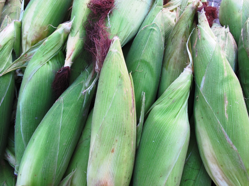 10GR_HẠT GIỐNG BẮP NẾP NÙ (DẺO, THƠM, DỄ TRỒNG)