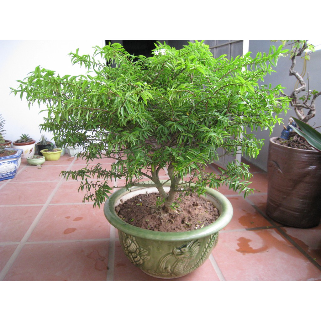 MAI CHIẾU THỦY - MAY MẮN - BỀN VỮNG