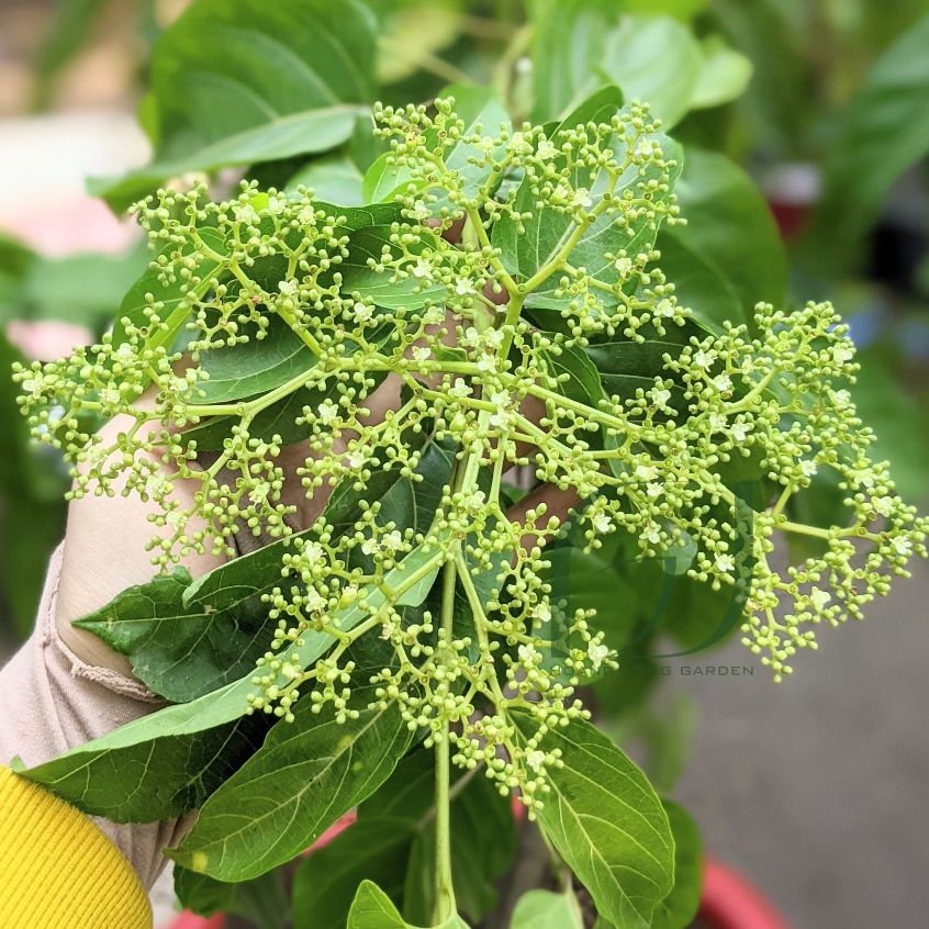 Hạt Giống Lá Vọng Cách - Cây dược liệu, Mát gan, Trị gan nhiễm mỡ