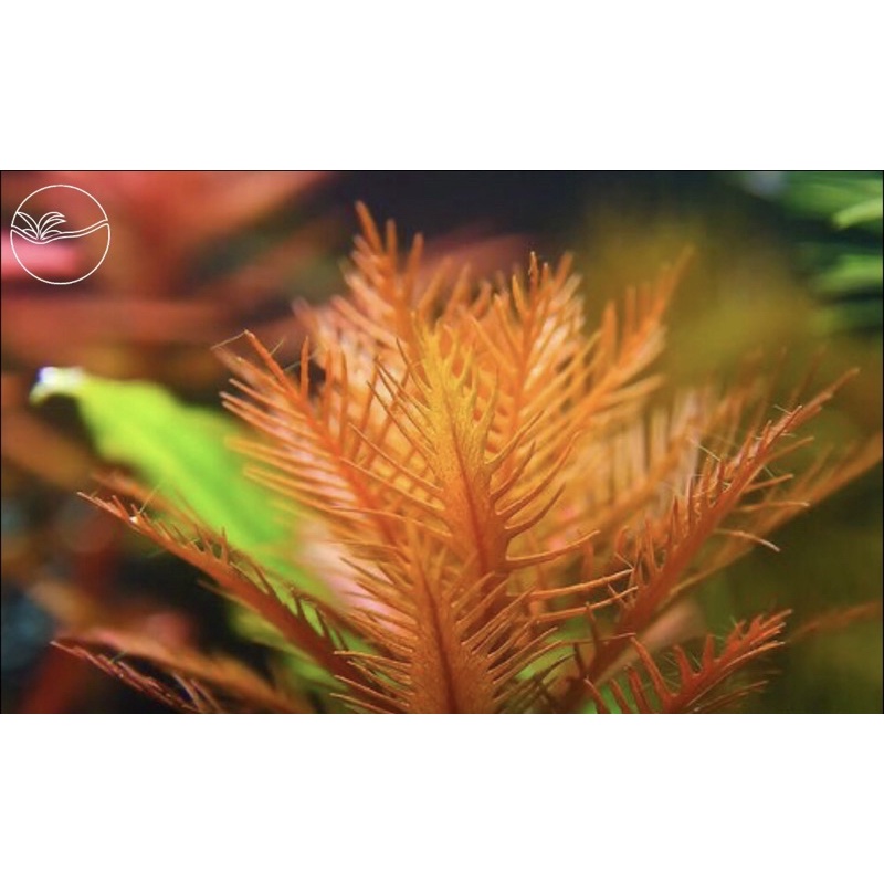 Proserpinaca palustris(cuba) - Cây Lông Chim - Cây Thuỷ Sinh