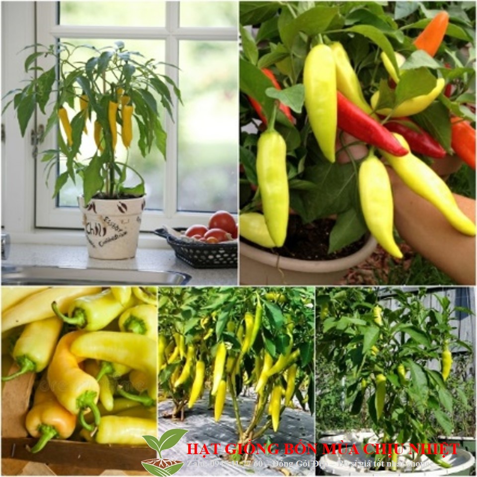 MJ164 Gói 20 hạt giống ớt sừng bò