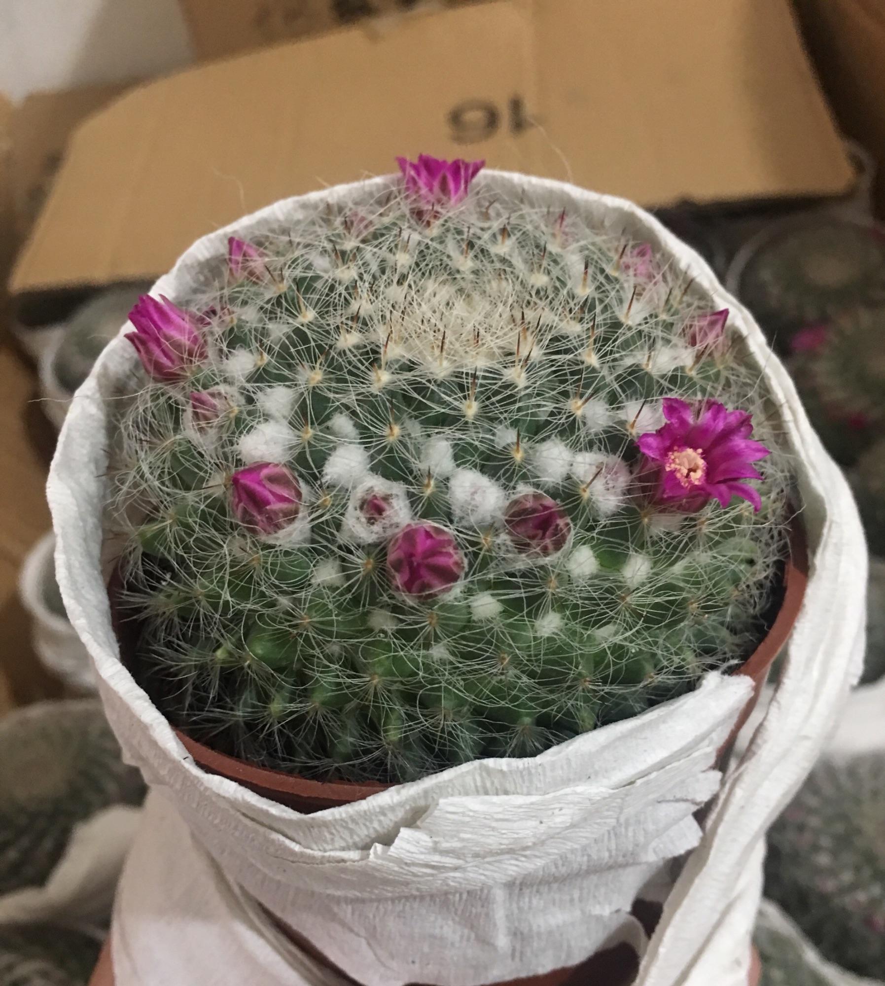 Xương Rồng Bánh Sinh Nhật 7-8Cm