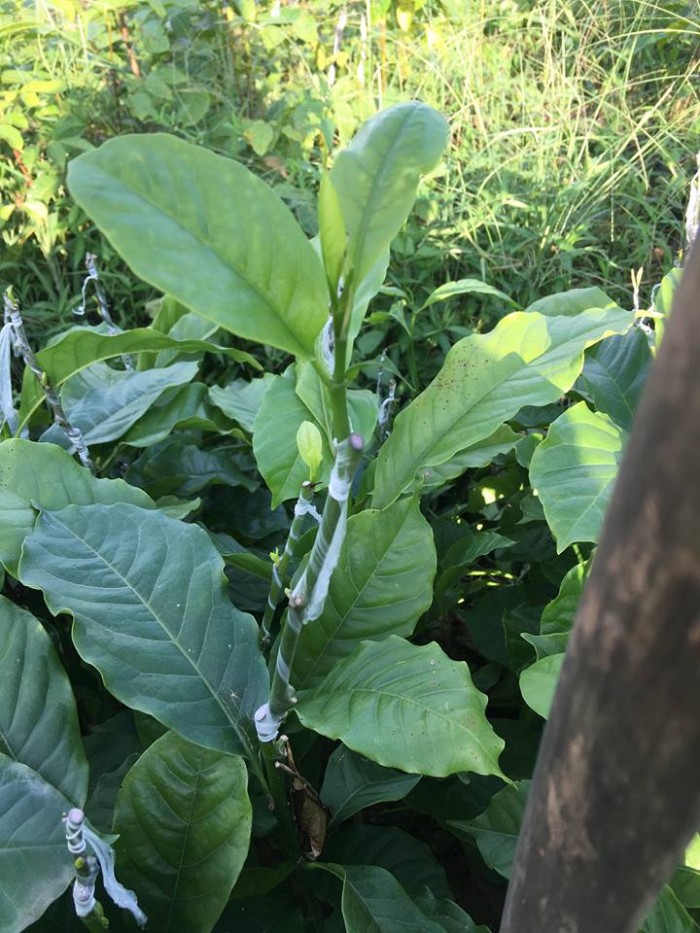cây DỔI hàng gieo hạt